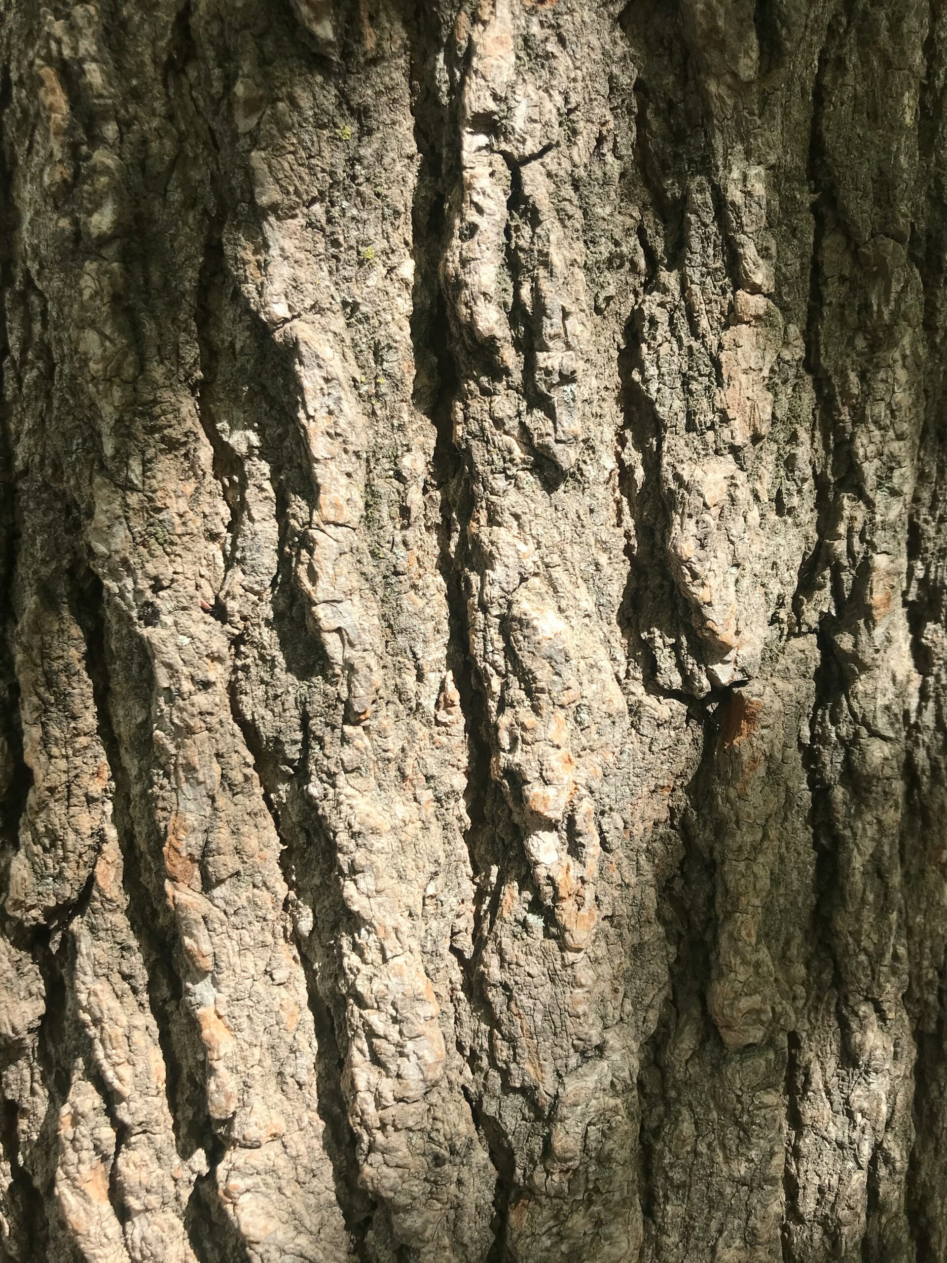 a close up of the bark of a tree